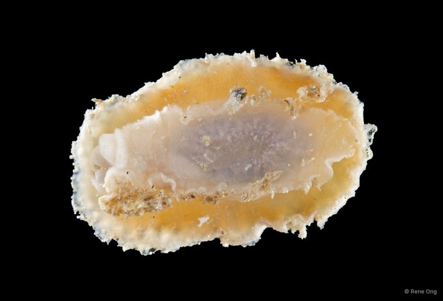 Doridoidea sp. "Dorid nudibranch 2" • © Rene Ong • All Rights Reserved