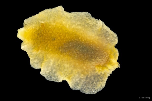 Doridoidea sp. "Dorid nudibranch 3" • © Rene Ong • All Rights Reserved