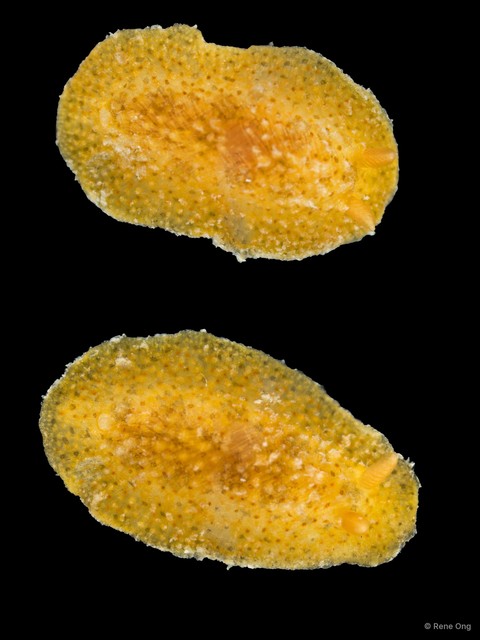Doridoidea sp. "Dorid nudibranch 4" • © Rene Ong • All Rights Reserved