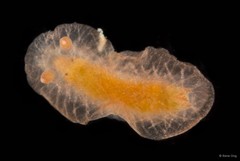Doridina sp. "Nudibranch 1"