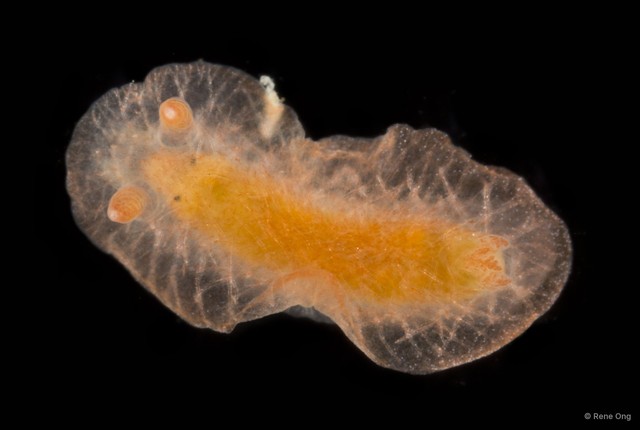 Doridina sp. "Nudibranch 1" • © Rene Ong • All Rights Reserved