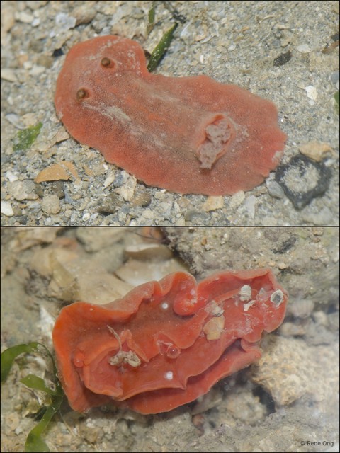 Doridina sp. "Nudibranch 10" • © Rene Ong • All Rights Reserved