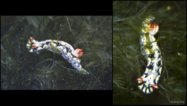 Doridina sp. "Nudibranch 2" • © Rene Ong • All Rights Reserved