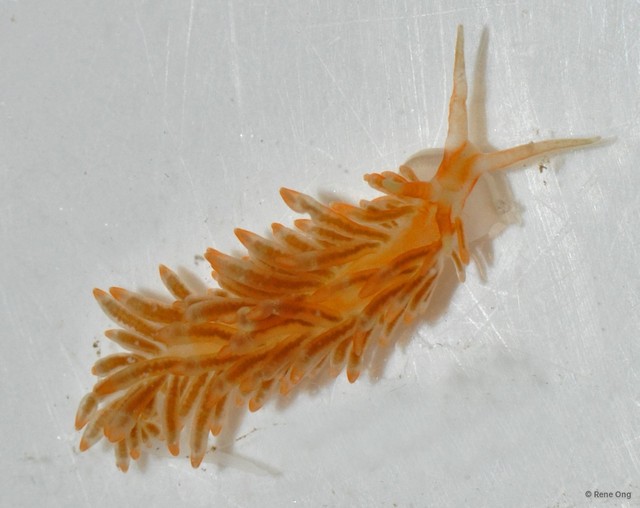 Doridina sp. "Nudibranch 5" • © Rene Ong • All Rights Reserved