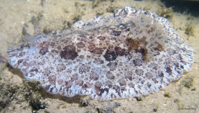 Doridina sp. "Nudibranch 6" • © Rene Ong • All Rights Reserved