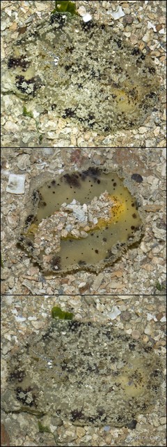 Doridina sp. "Nudibranch 8" • © Rene Ong • All Rights Reserved