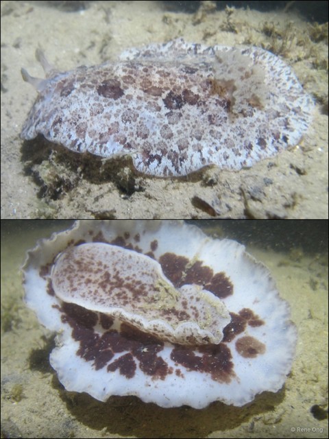 Doridina sp. "Nudibranch 9" • © Rene Ong • All Rights Reserved