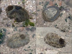 Actinocyclus sp. "c8f771ed"