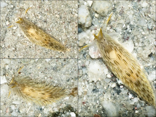 Cerberilla sp. "1" • © Rene Ong • All Rights Reserved