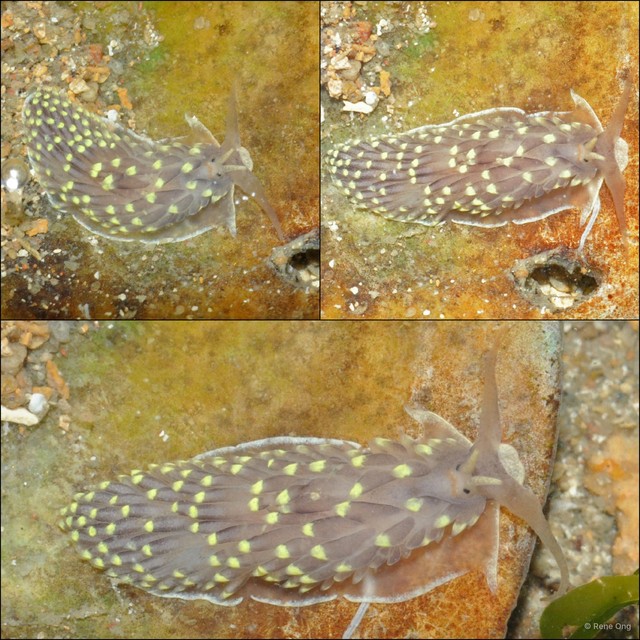 Cerberilla sp. "2" • © Rene Ong • All Rights Reserved