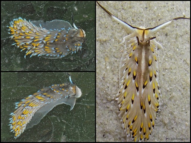 Cerberilla asamusiensis • © Toh Chay Hoon • All Rights Reserved