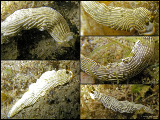 Dermatobranchus albus • © Toh Chay Hoon • All Rights Reserved