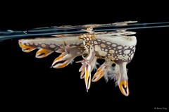Bornella anguilla • © Rene Ong • All Rights Reserved