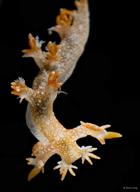 Bornella stellifera