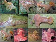 Ceratosoma gracillimum • © Toh Chay Hoon • All Rights Reserved