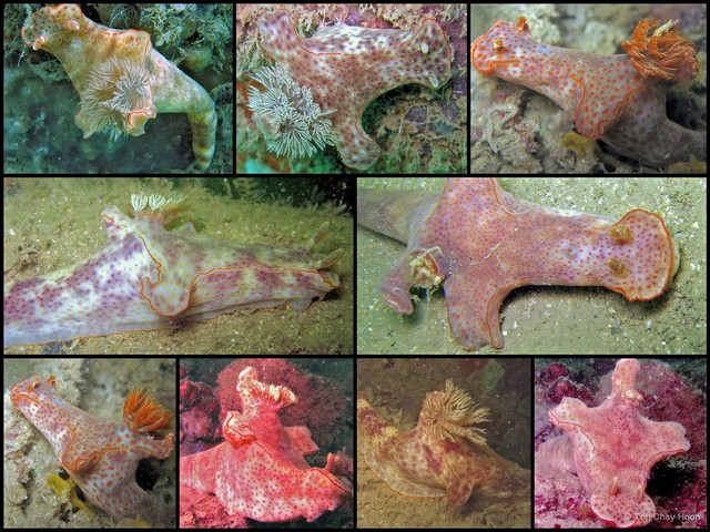 Ceratosoma gracillimum • © Toh Chay Hoon • All Rights Reserved