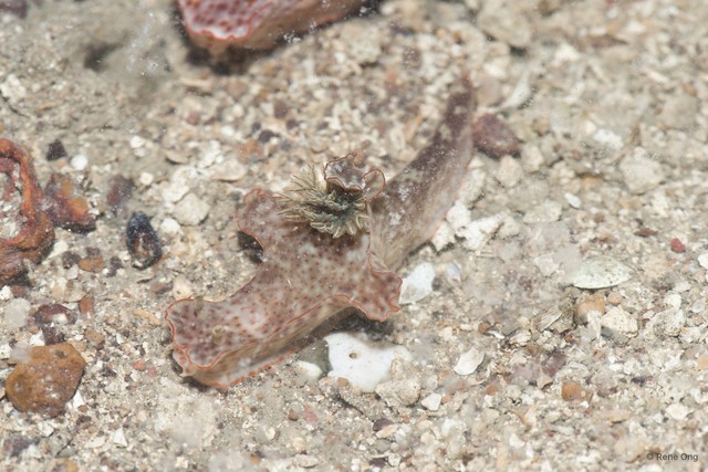 Ceratosoma gracillimum