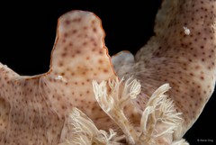 Ceratosoma gracillimum • © Rene Ong • All Rights Reserved