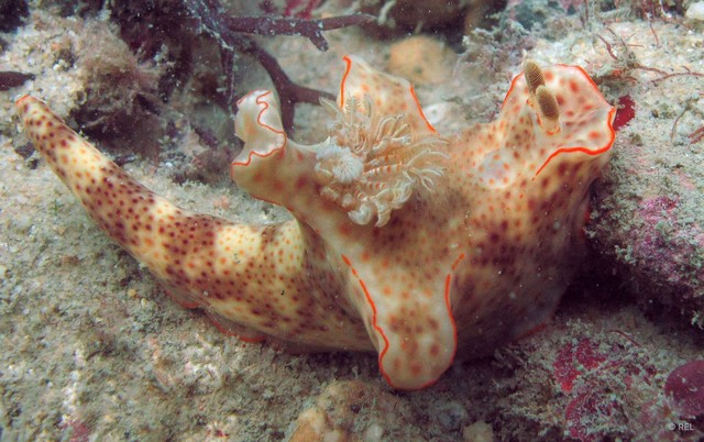 Ceratosoma gracillimum