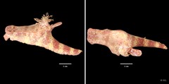 Ceratosoma gracillimum • © REL • All Rights Reserved