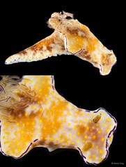 Ceratosoma gracillimum • © Rene Ong • All Rights Reserved