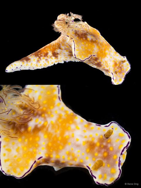 Ceratosoma gracillimum