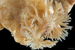 Ceratosoma gracillimum • © Rene Ong • All Rights Reserved