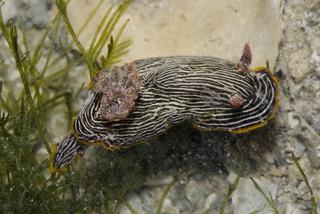 Chromodoris lineolata