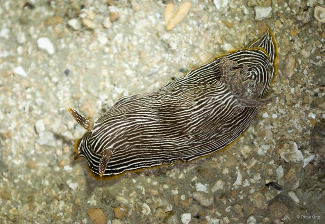 Chromodoris lineolata