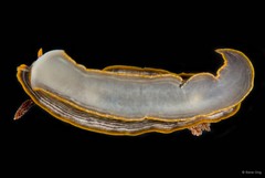 Chromodoris lineolata • © Rene Ong • All Rights Reserved