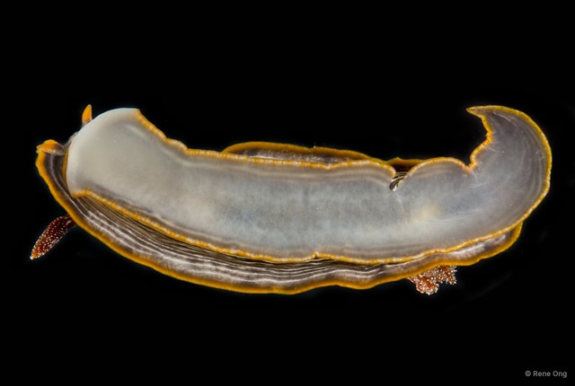 Chromodoris lineolata