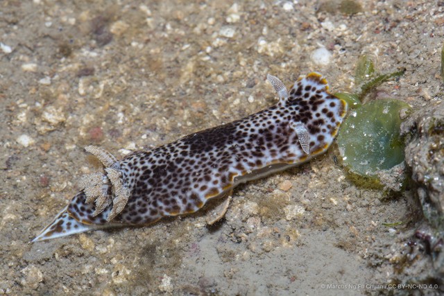 Chromodoris mandapamensis • © Marcus Ng Fu Chuan • CC BY-NC-ND 4.0
