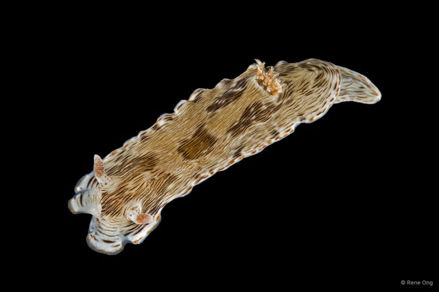 Chromodoris striatella • © Rene Ong • All Rights Reserved