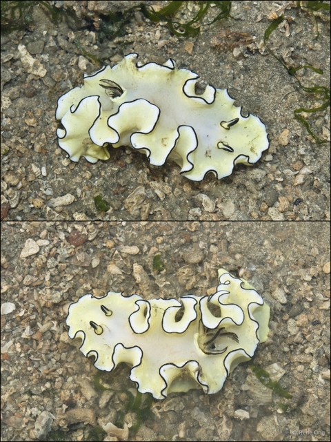 Doriprismatica atromarginata