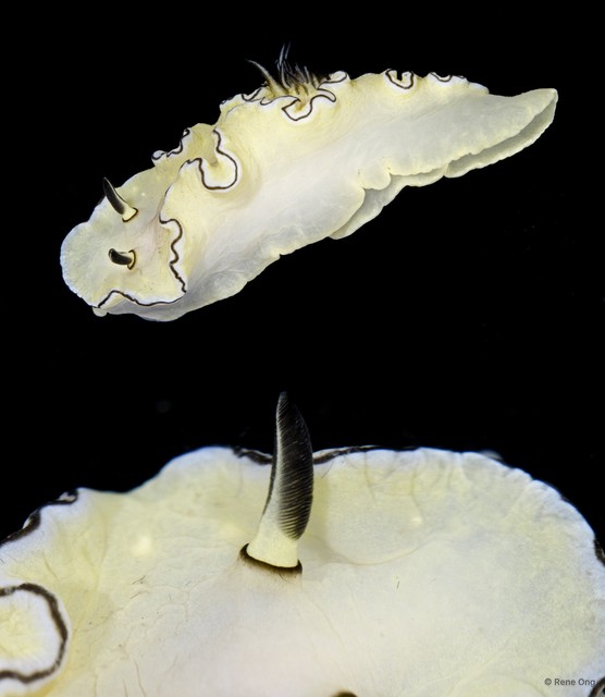 Doriprismatica atromarginata