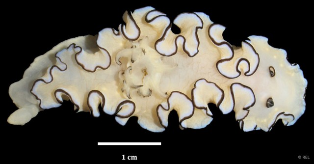Doriprismatica atromarginata