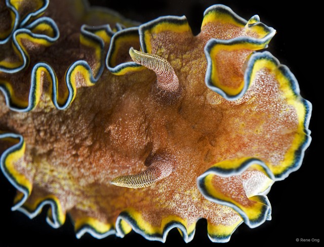 Glossodoris cincta • © Rene Ong • All Rights Reserved