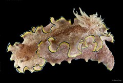 Glossodoris cincta • © Rene Ong • All Rights Reserved