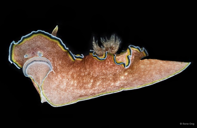 Glossodoris cincta