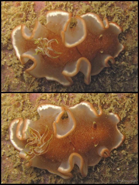 Glossodoris rufomarginata • © Toh Chay Hoon • All Rights Reserved