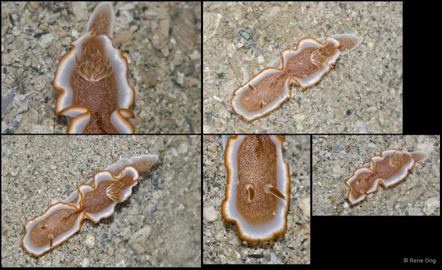 Glossodoris rufomarginata