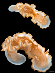 Glossodoris rufomarginata • © Rene Ong • All Rights Reserved