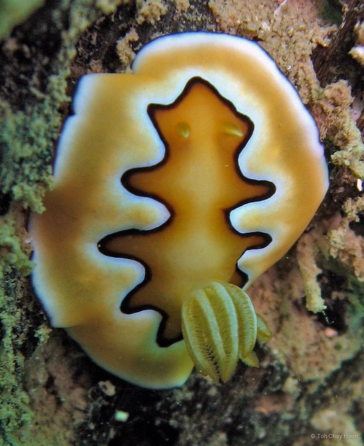 Goniobranchus coi • © Toh Chay Hoon • All Rights Reserved