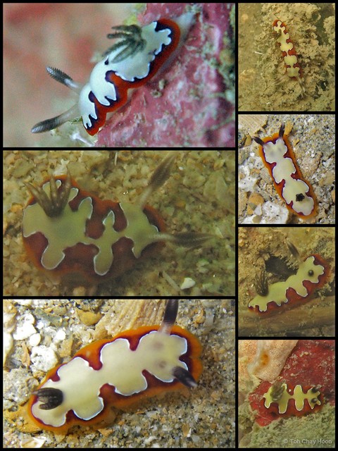 Goniobranchus fidelis • © Toh Chay Hoon • All Rights Reserved