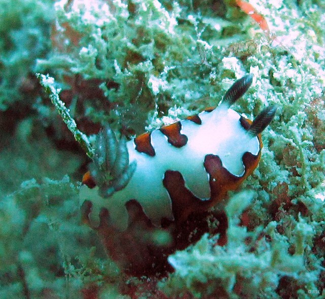 Goniobranchus fidelis