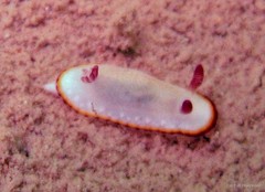 Goniobranchus sinensis • © Toh Chay Hoon • All Rights Reserved
