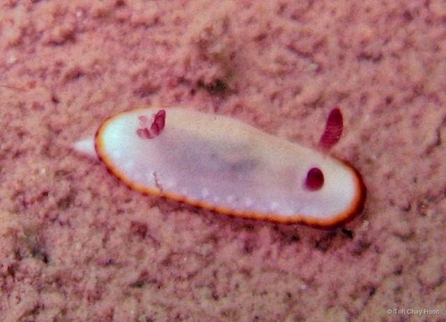 Goniobranchus sinensis • © Toh Chay Hoon • All Rights Reserved