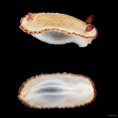 Goniobranchus sinensis • © Rene Ong • All Rights Reserved