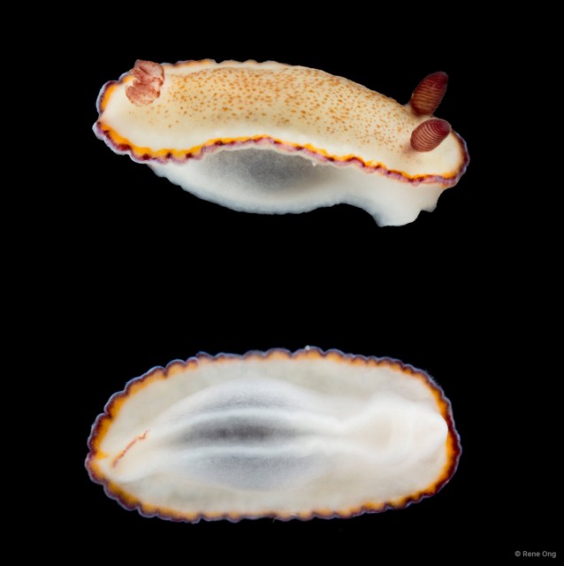 Goniobranchus sinensis