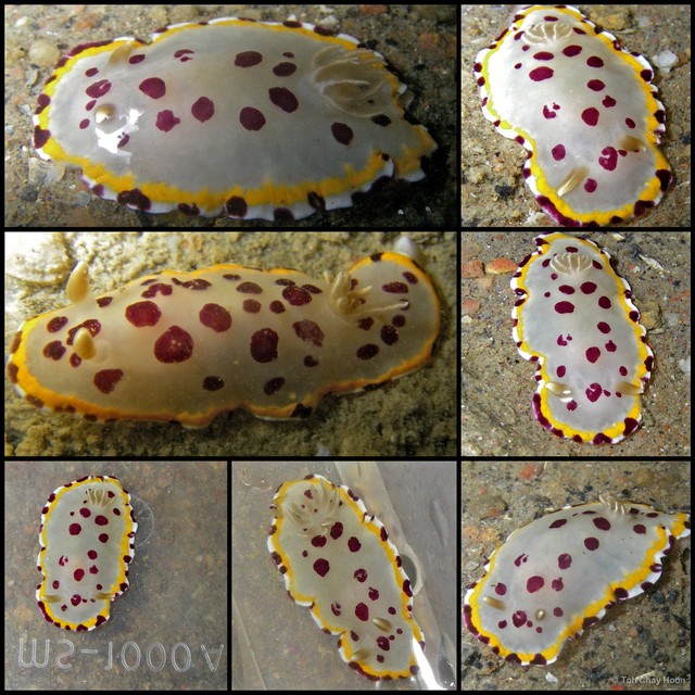 Goniobranchus tumuliferus • © Toh Chay Hoon • All Rights Reserved